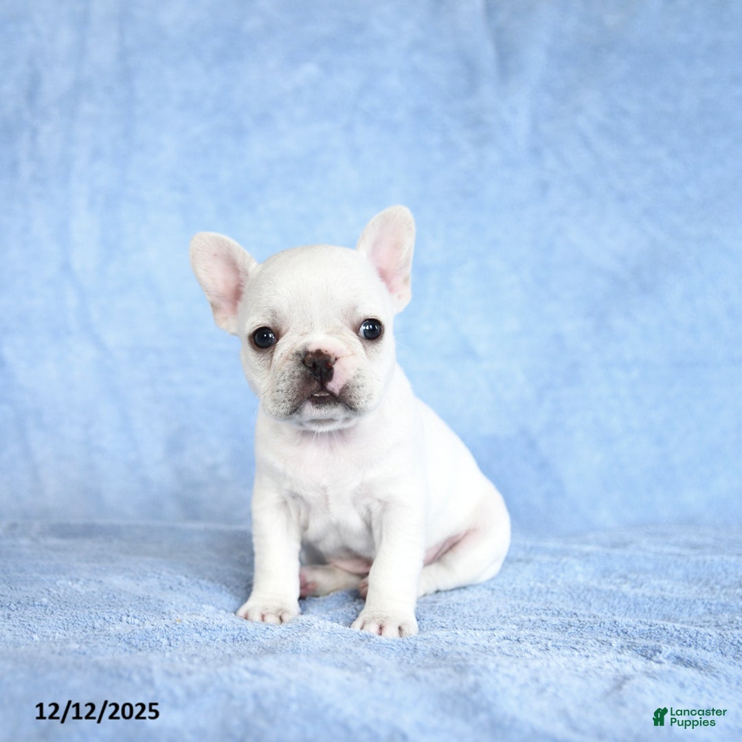French Bulldog dogs for sale: Zinnia - Ad 1