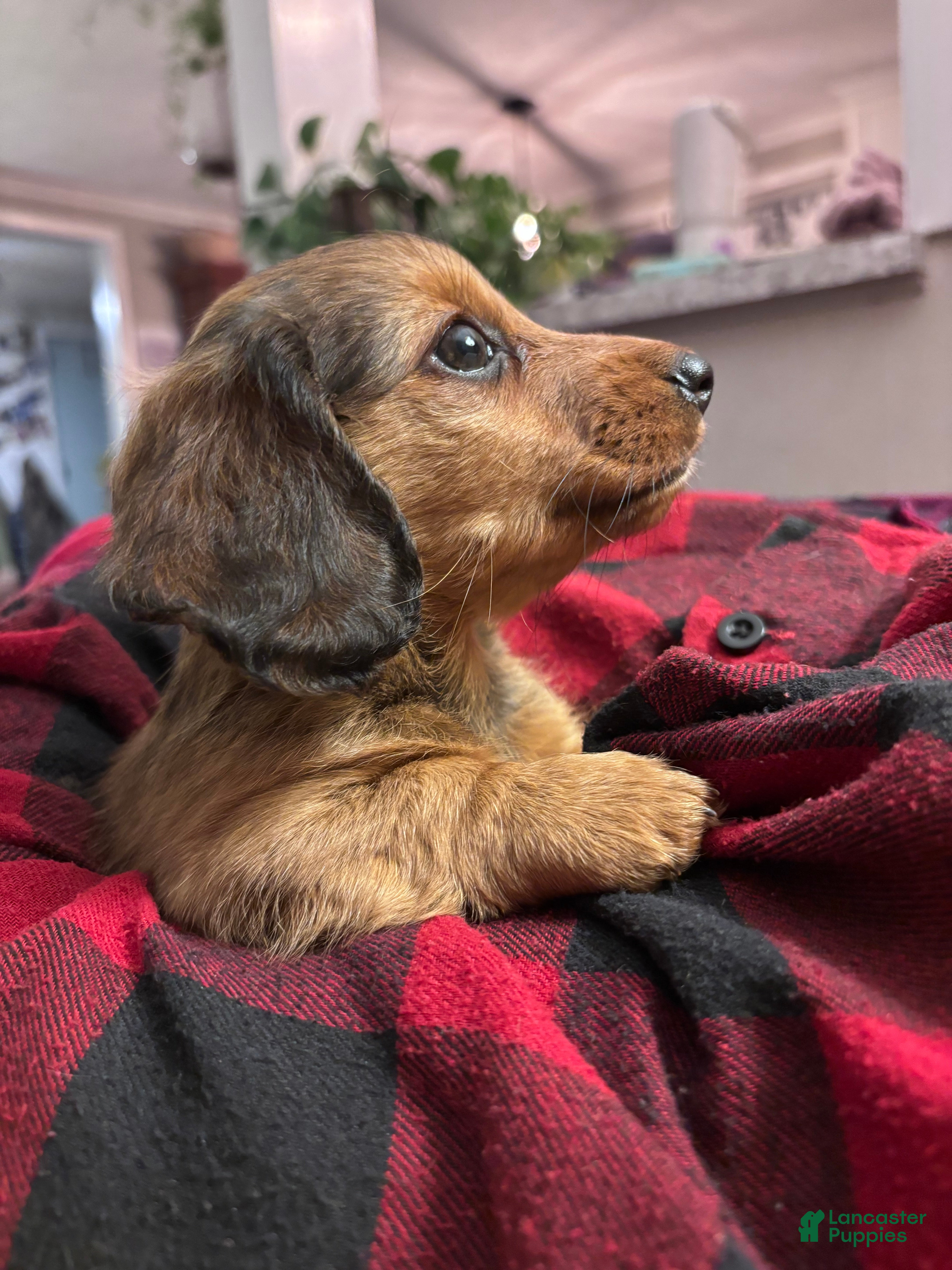 Dachshund dogs Mini Robyn - Ad 23