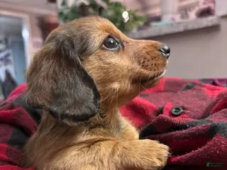 Dachshund dogs Mini Robyn - Ad 23