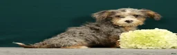 Mini Bernedoodle dogs for sale: Polly - Ad 4
