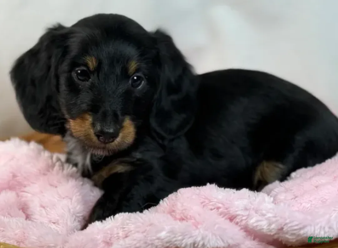 Miniature Dachshund dogs for sale: Miniature Dachshund Girl - Ad 1