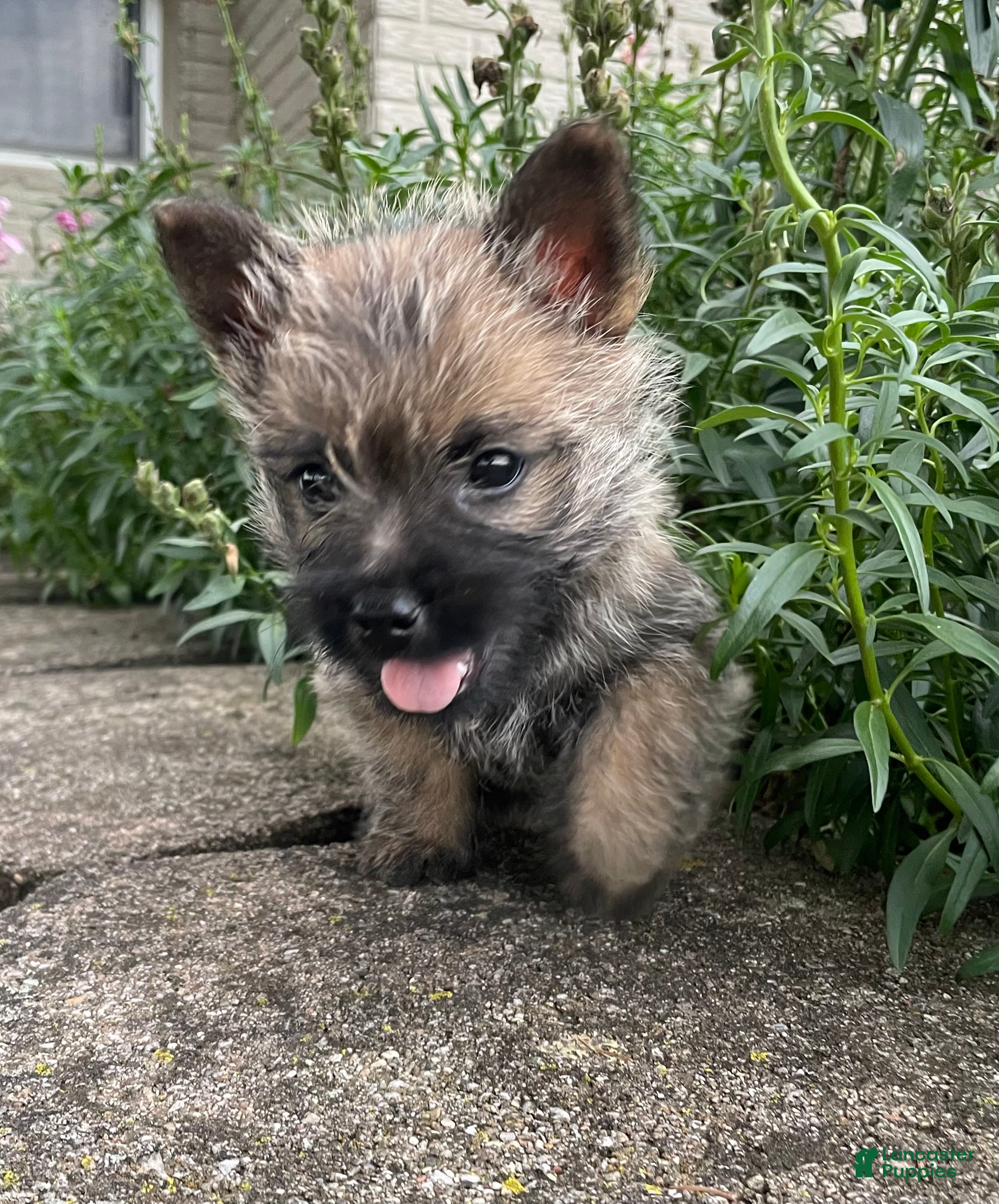 Cairn Terrier dogs Duke - Ad 2