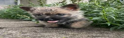 Cairn Terrier dogs for sale: Duke - Ad 2