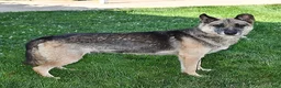 German Shepherd dogs for sale: Crissy - Ad 5