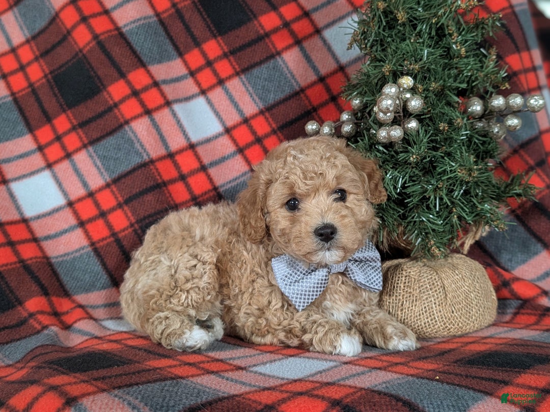 Havapoo dogs for sale: Bigsby Ready for Christmas! - Ad 5