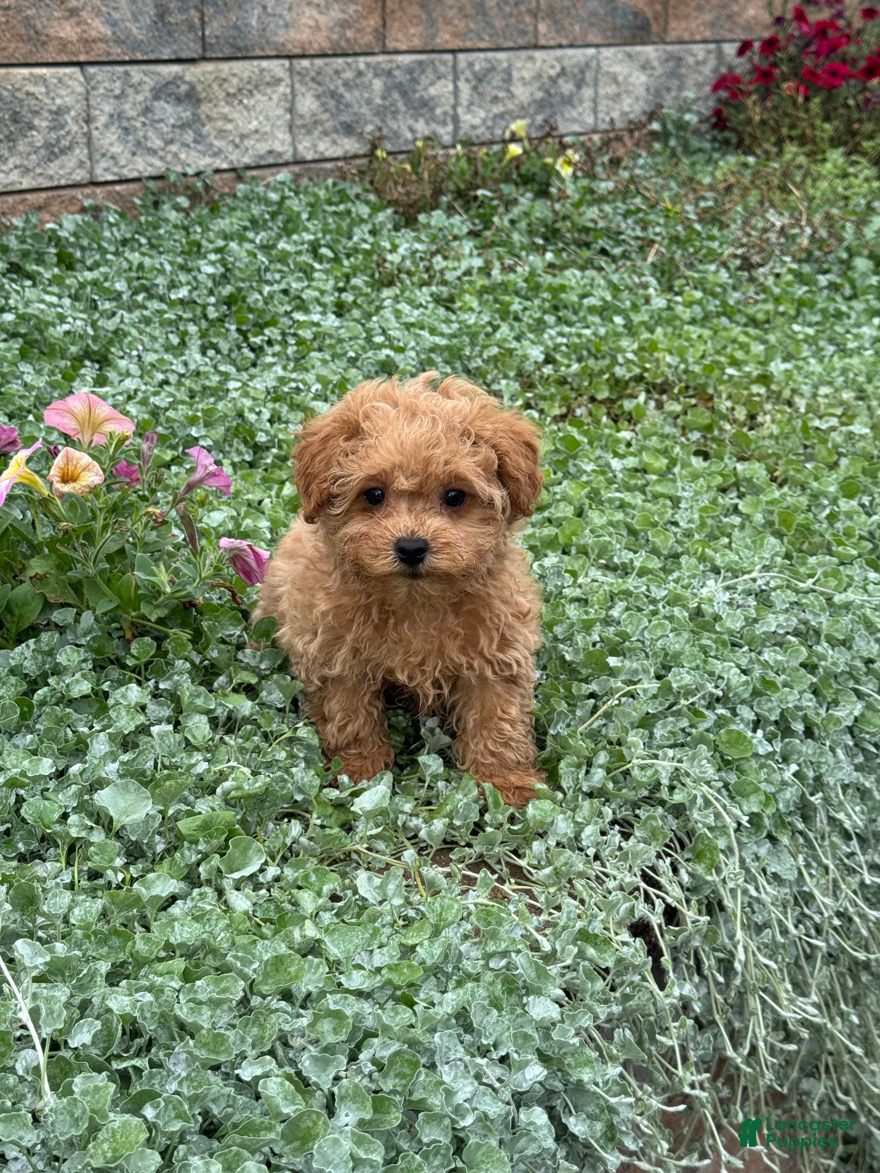 Toy Poodle dogs Preston - Ad 4