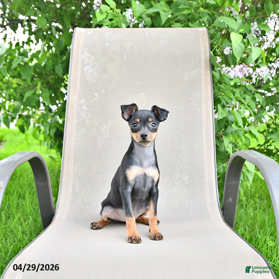 Miniature Pinscher dogs Tilly - Ad 2