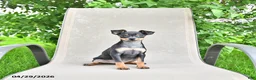 Miniature Pinscher dogs for sale: Tilly - Ad 2
