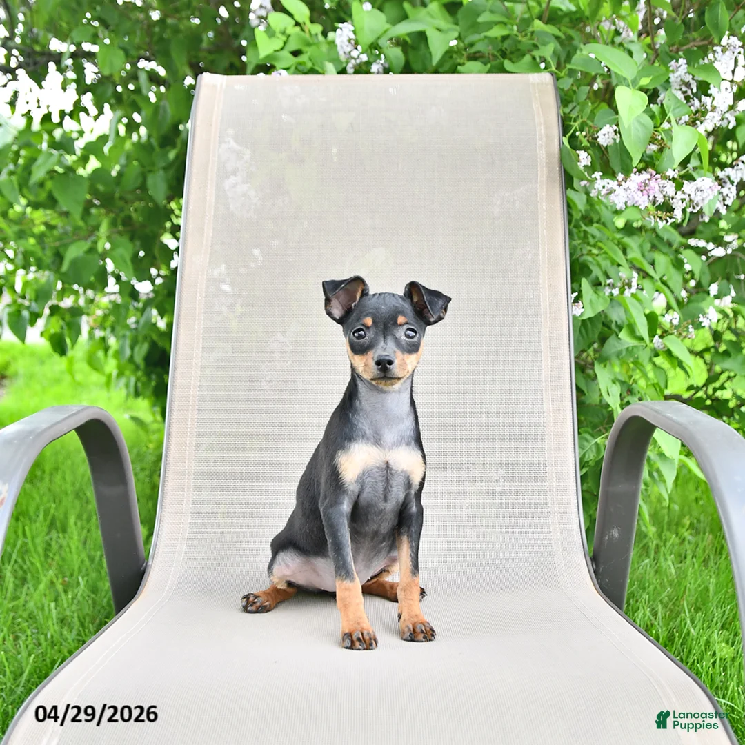 Miniature Pinscher dogs for sale: Tilly - Ad 2