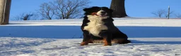 Bernedoodle dogs for sale: Dolly - Ad 8