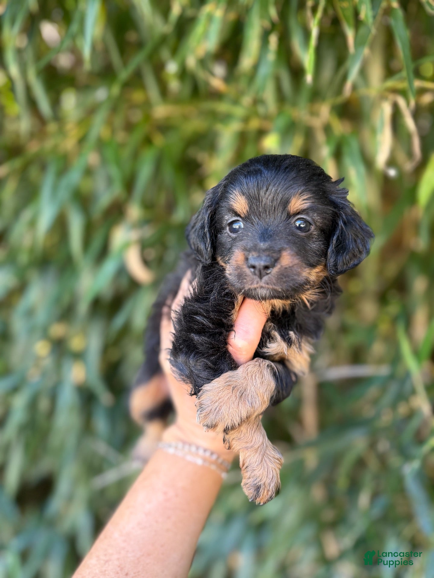 Aussiedoodle (Aussiedoodle, Female) in Tompkinsville, KY