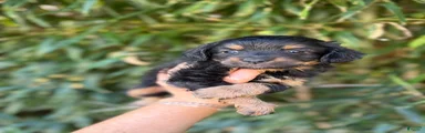 Aussiedoodle 5
