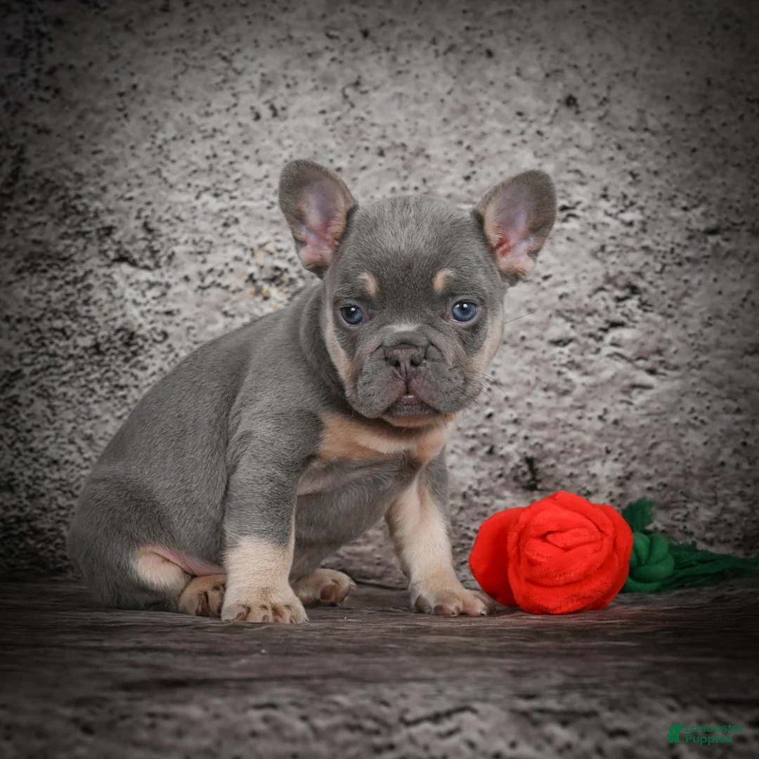 French Bulldog dogs for sale: OLIVER - Ad 6
