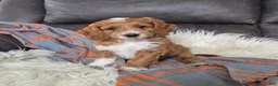 Cockapoo dogs for sale: Fred - Ad 1