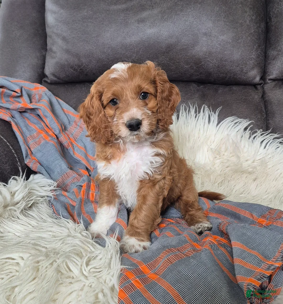 Cockapoo dogs for sale: Fred - Ad 1