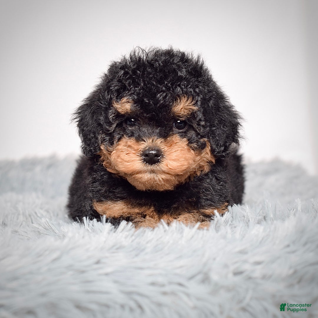 Mini Goldendoodle dogs for sale: Mr. Riko - Ad 3