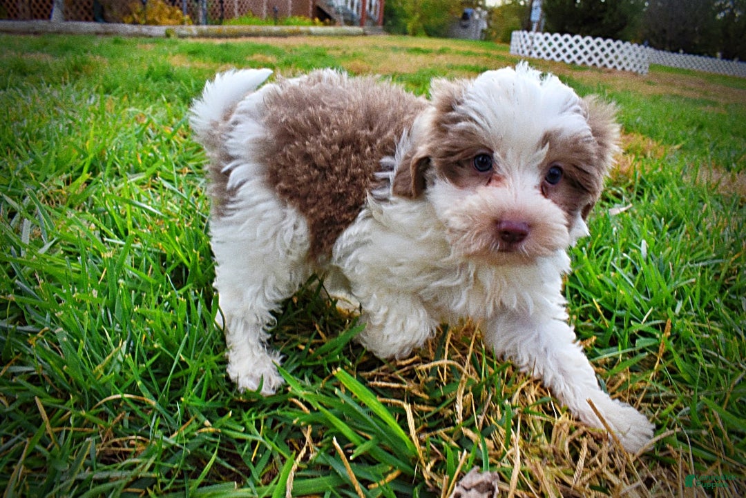 Havapoo dogs for sale: Nabisco - Ad 11