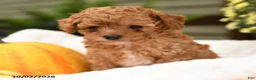 Toy Poodle dogs for sale: Peter - Ad 3