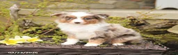 Miniature Australian Shepherd dogs for sale: Spur - Ad 5