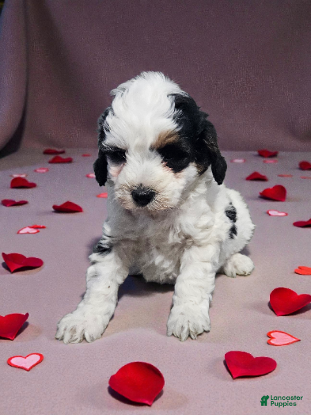 Mini Bernedoodle dogs Baylee - Ad 13