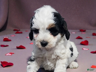 Mini Bernedoodle dogs Baylee - Ad 13