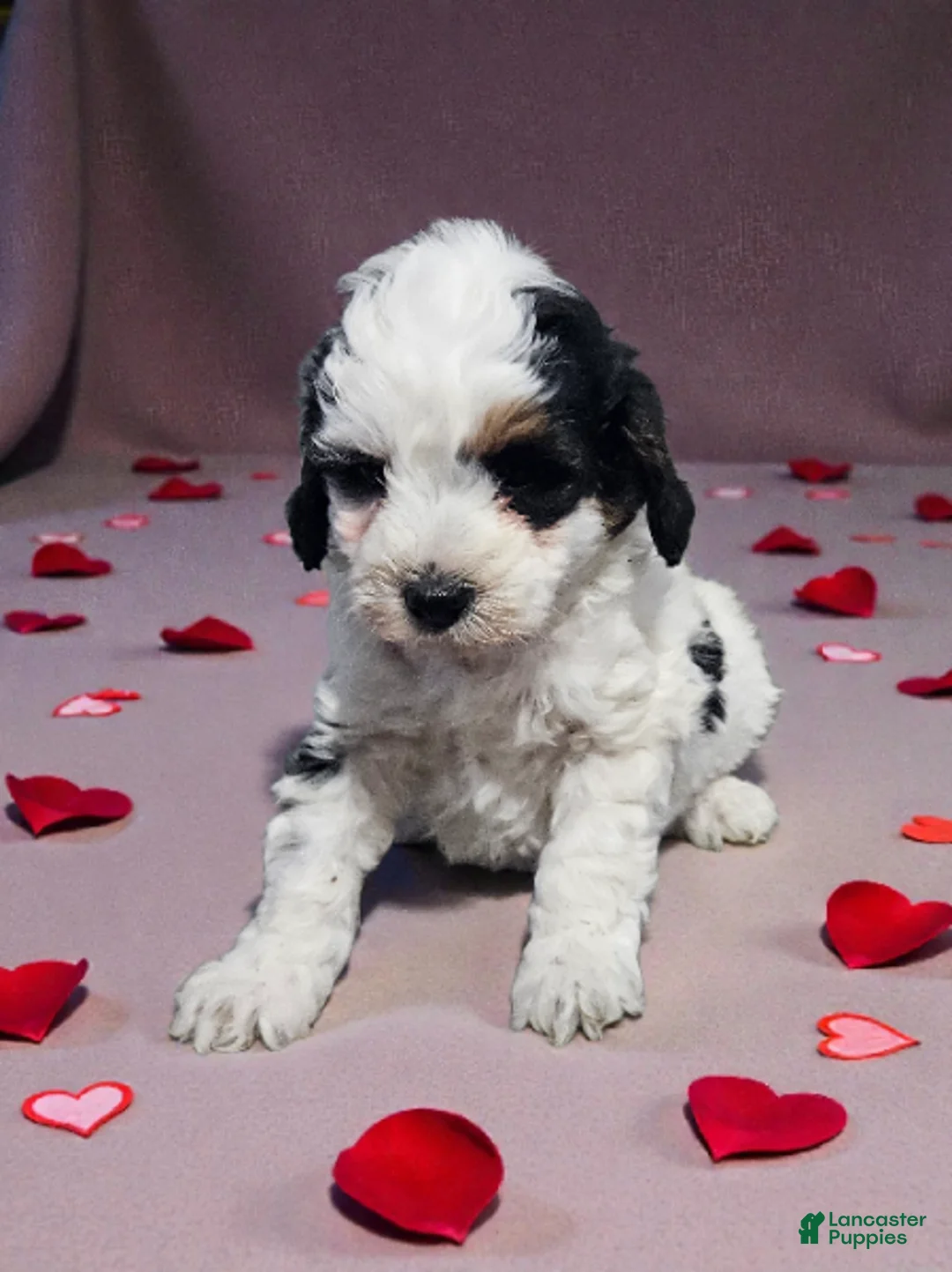 Mini Bernedoodle dogs for sale: Baylee - Ad 1