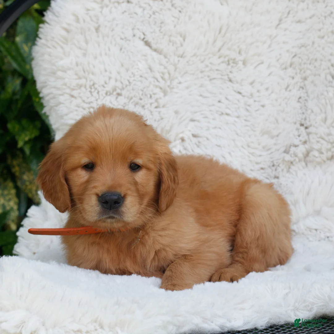 Golden Retriever dogs for sale: Prince - Ad 1