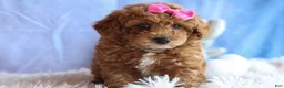 Miniature Poodle dogs for sale: ANGIE - Ad 5