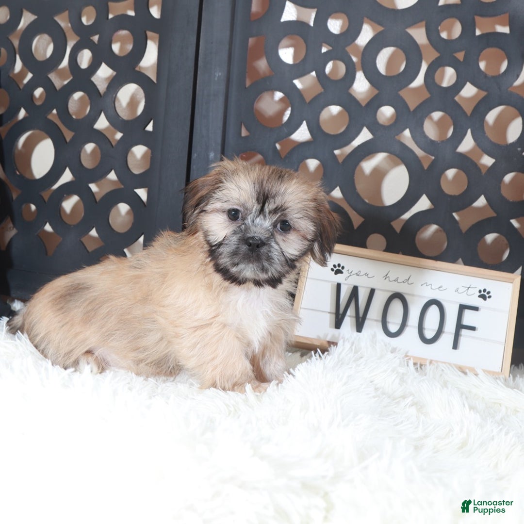 Shih Tzu dogs for sale: Duke Majestic. Brindle Shih-tzu - Ad 4