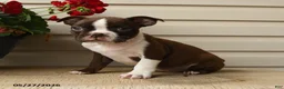 Boston Terrier dogs for sale: Daisy - Ad 1