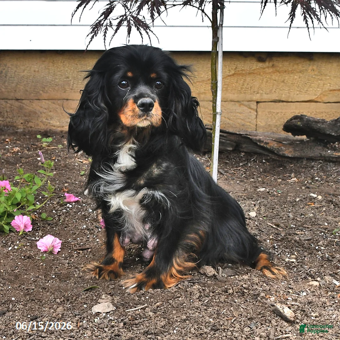 Cavalier King Charles Spaniel dogs for sale: Dakota - Ad 4