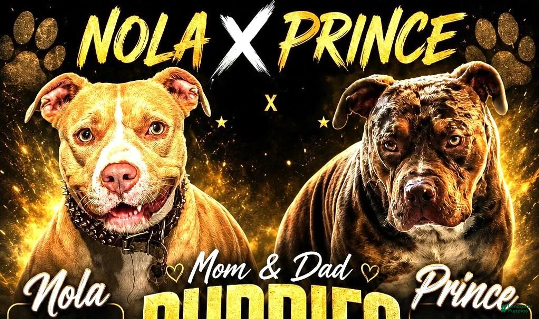 American Bully dogs for sale: "ZENDAYA" MERLE LILAC QUAD COLOR - Ad 6