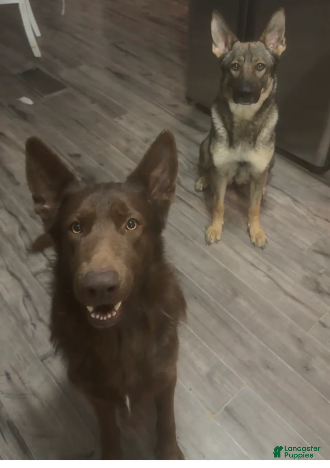 German Shepherd dogs for sale: German Shepherd Puppy 5 - Ad 2