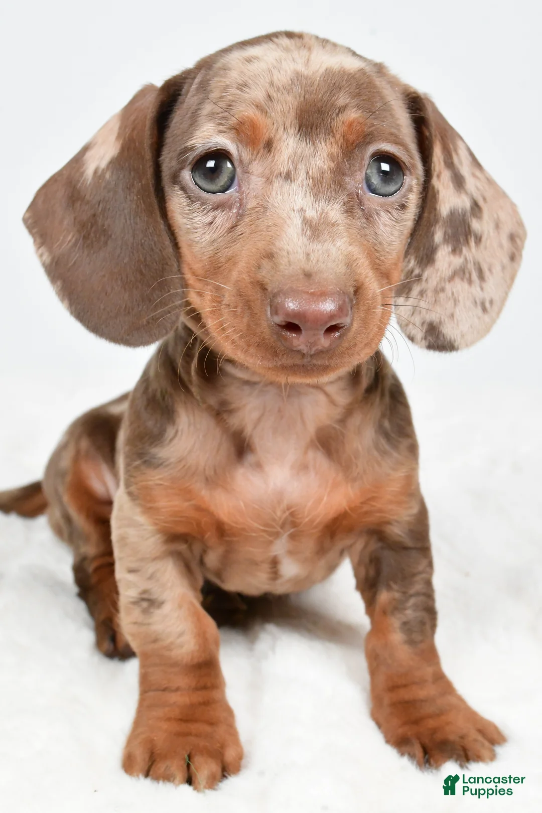 Dachshund dogs for sale: Sadie - Ad 1