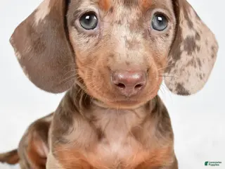 Dachshund dogs Sadie - Ad 18