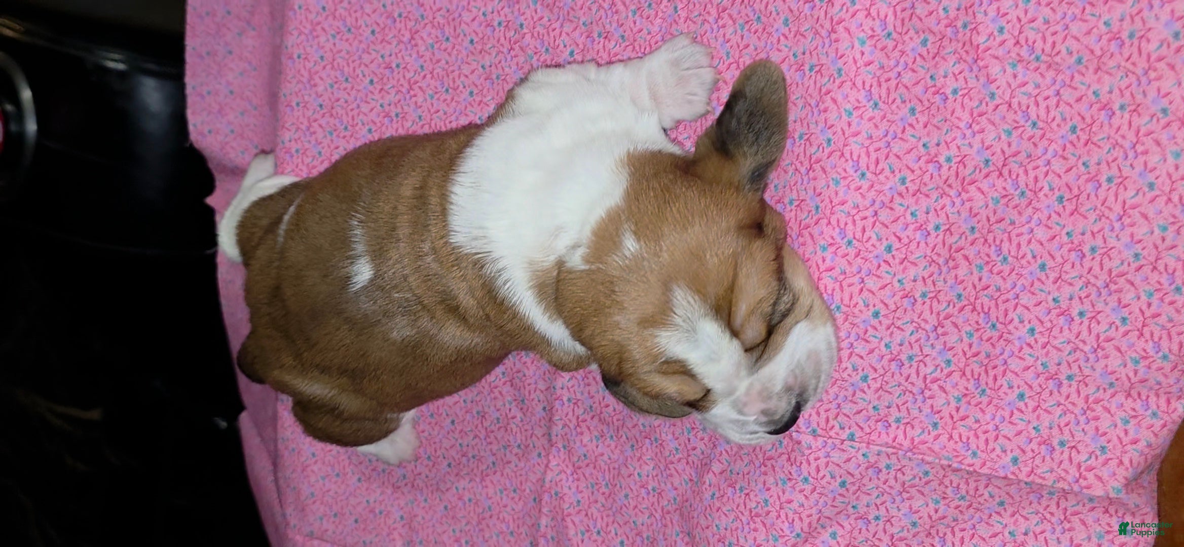 Basset Hound dogs Basset Hound Puppy 4 - Ad 18