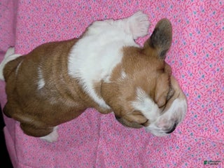 Basset Hound dogs Basset Hound Puppy 4 - Ad 21