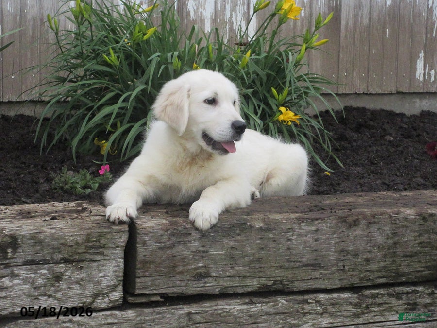 Golden Retriever dogs Popcorn - Ad 37