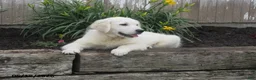 Golden Retriever dogs for sale: Popcorn - Ad 1
