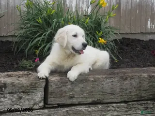 Golden Retriever dogs Popcorn - Ad 37