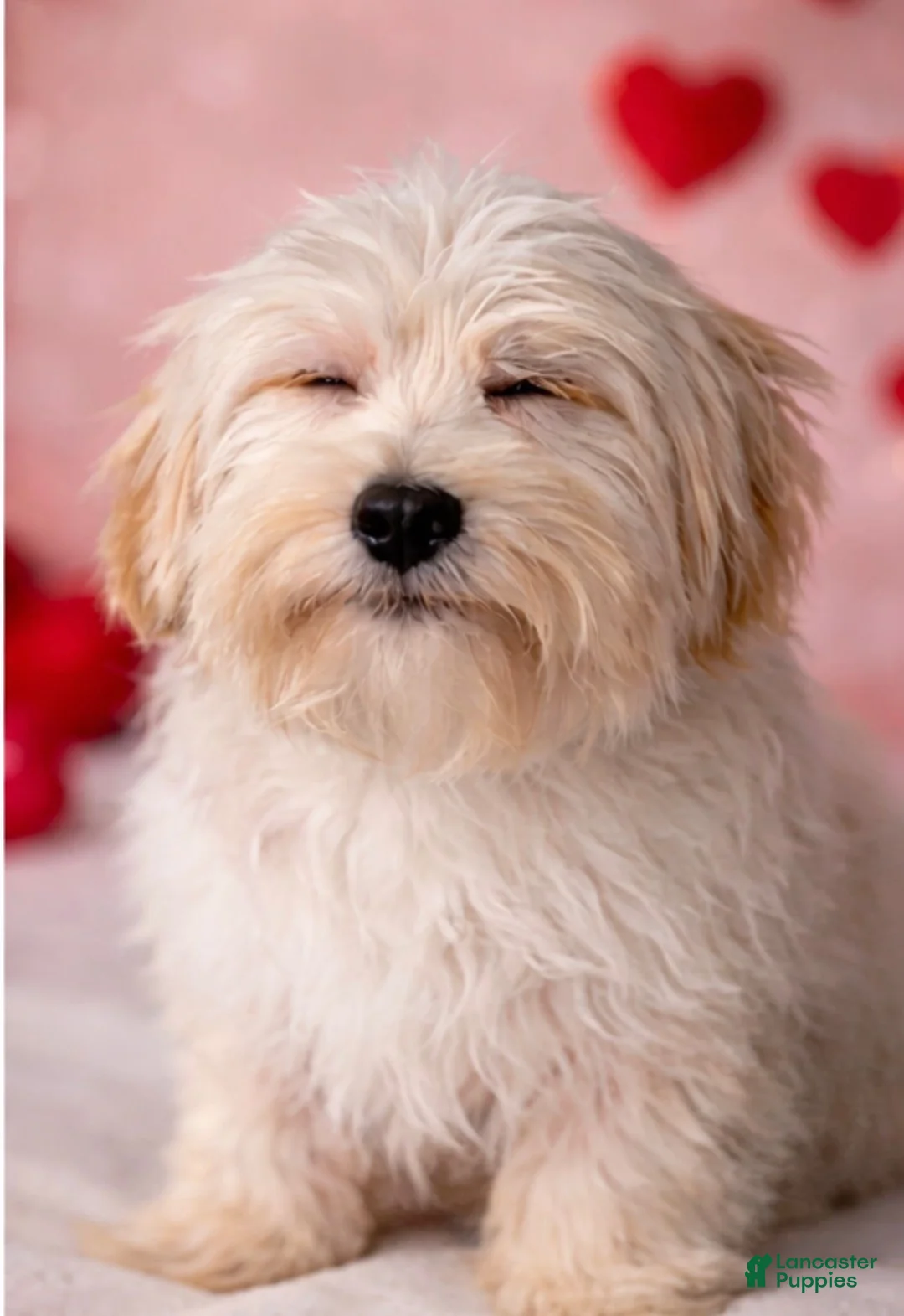 Havanese dogs for sale: Scooter - Ad 2