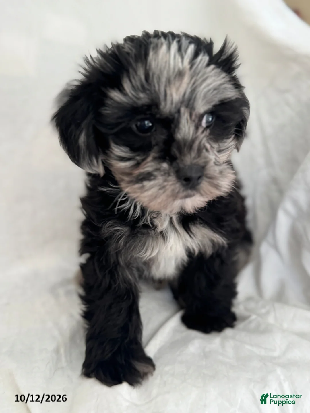 Mixed Breed dogs for sale: Benny - Ad 4