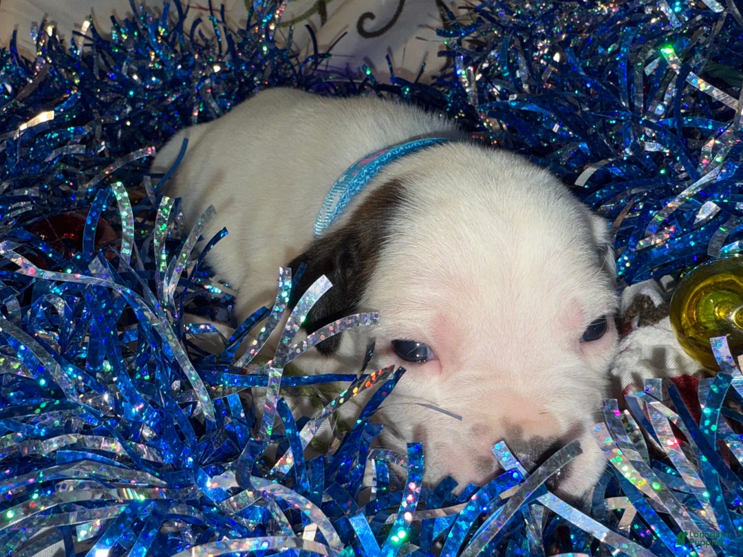 Mixed Breed dogs for sale: Coltonball - Ad 3