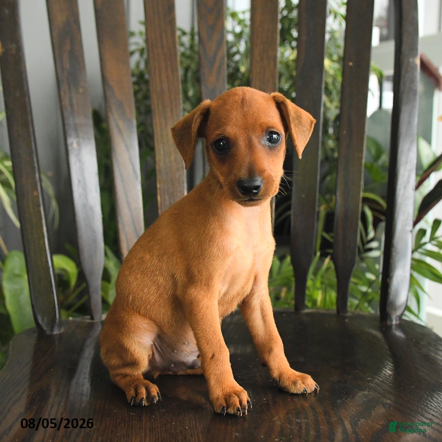 Miniature Pinscher dogs Peeta - Ad 2