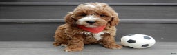 Mini Goldendoodle dogs for sale: Nemo - Ad 4