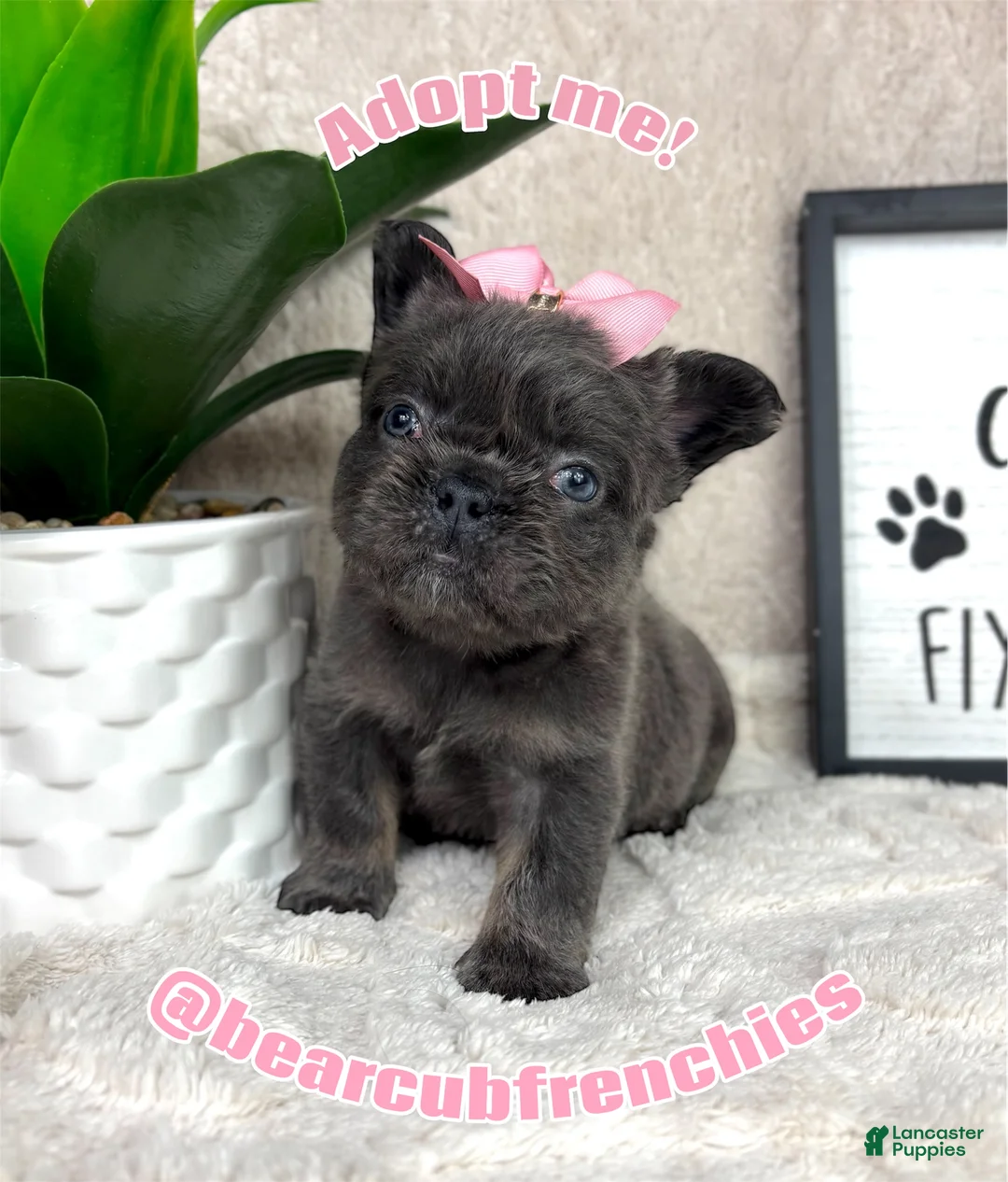 French Bulldog dogs for sale: Blue female  - Ad 1