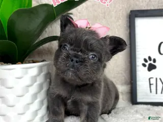French Bulldog dogs Blue female - Ad 21