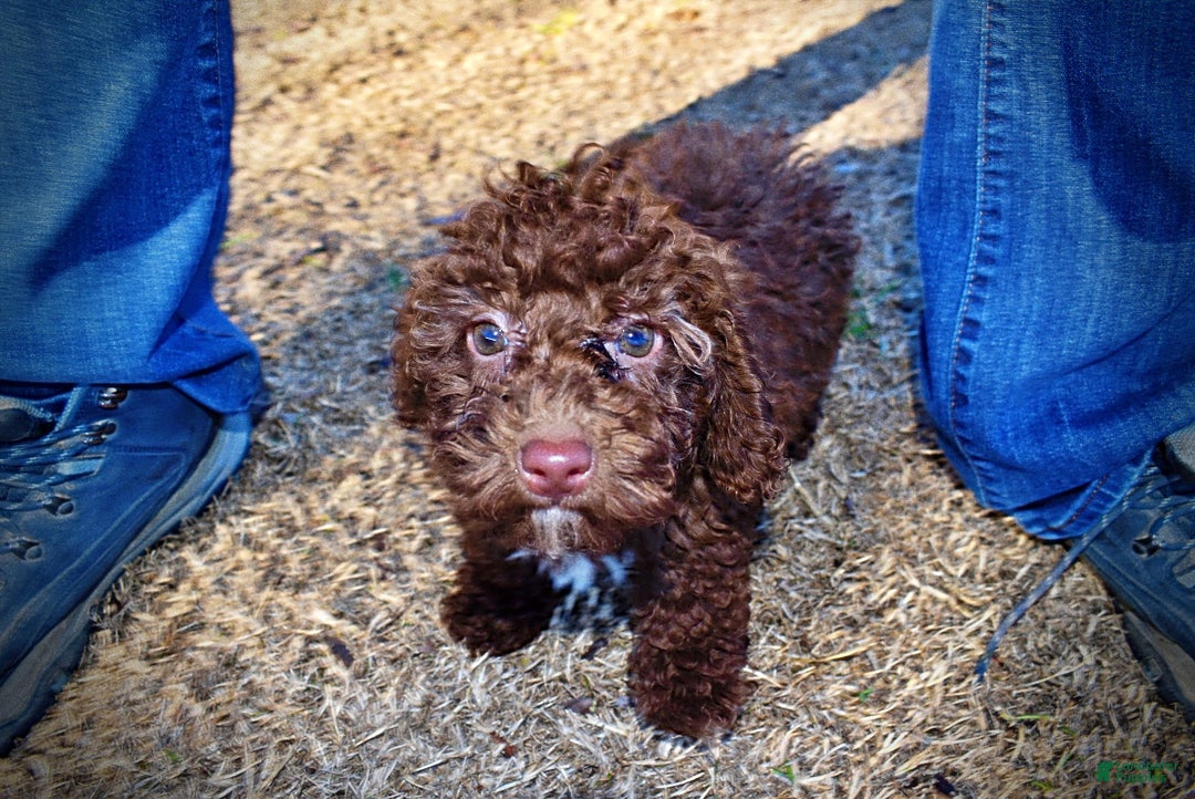 Havapoo dogs for sale: Scooby - Ad 10