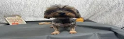 Yorkshire Terrier dogs for sale: Yorkshire Terrier 4 - Ad 5