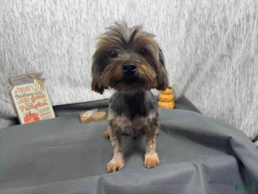 Yorkshire Terrier dogs for sale: Yorkshire Terrier 4 - Ad 5